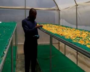 Enhancing climate resilience and nutrition uptake through the fortification of corn floor locally produced high nutrition value crops( mango)
